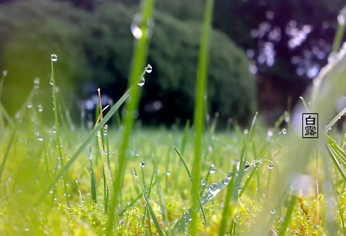 2019今日白露發朋友圈說說 白露節氣配圖文字