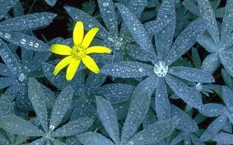 2019白露時節早安心語 白露怎么發朋友圈好