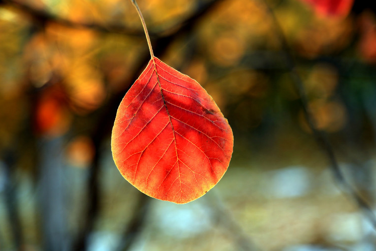 2019秋天發的傷感唯美的說說 2019秋天的憂傷心情的說說 2019秋天發的傷感唯美的說說 2019秋天的憂傷心情的說說