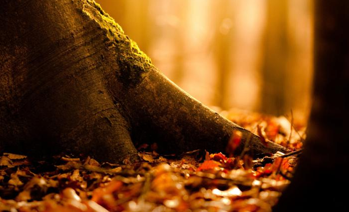 2019秋天發的傷感唯美的說說 2019秋天的憂傷心情的說說 2019秋天發的傷感唯美的說說 2019秋天的憂傷心情的說說