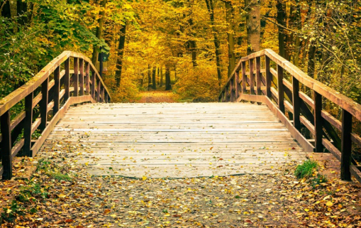 描寫秋天的詩句有哪些 秋天唯美詩句大全