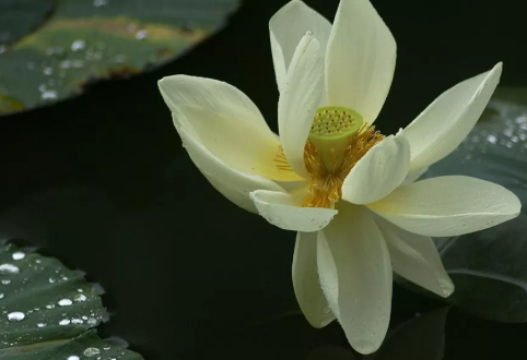 秋雨綿綿的朋友圈說說 描寫秋雨的心情句子 秋雨綿綿的朋友圈說說 描寫秋雨的心情句子