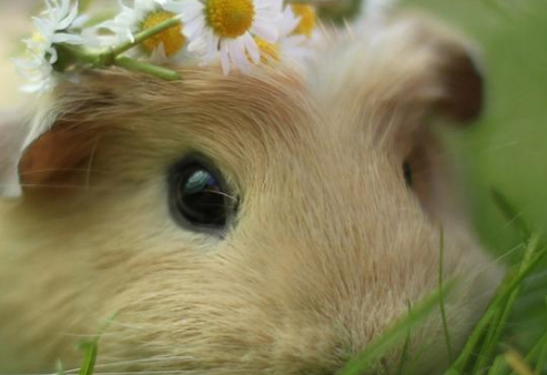 2020年出生的孩子是什么命 2020年出生的鼠寶寶幾月份最好