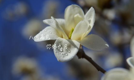八月再見朋友圈說說帶圖片 八月再見的心情句子