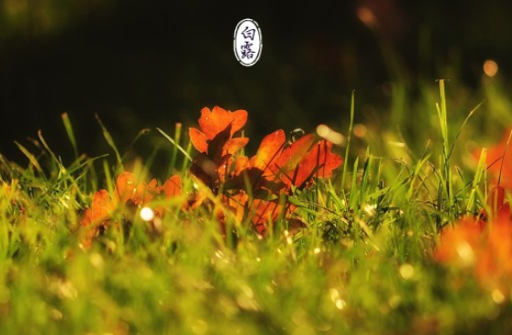 白露后天氣還熱嗎2019 白露后秋老虎還在嗎 白露后天氣還熱嗎2019 白露后秋老虎還在嗎