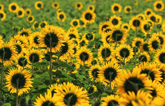 8月最后一天帶字圖片說說2019 8月最后一天心情感慨