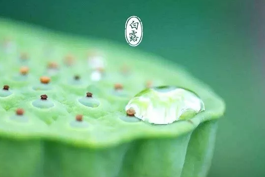 2019白露唯美精選祝福語 白露節氣朋友圈配圖文字 2019白露唯美精選祝福語 白露節氣朋友圈配圖文字