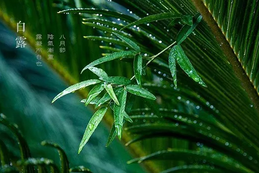 2019白露唯美精選祝福語 白露節氣朋友圈配圖文字 2019白露唯美精選祝福語 白露節氣朋友圈配圖文字