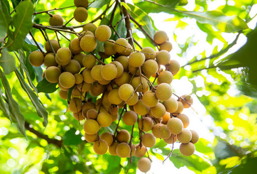 關于白露的習俗有哪些 白露節氣風俗介紹 關于白露的習俗有哪些 白露節氣風俗介紹