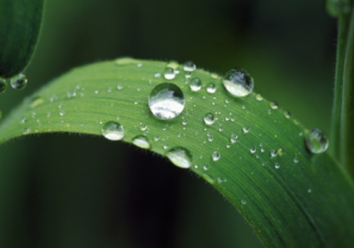 白露是什么意思 白露節(jié)氣的含義是什么