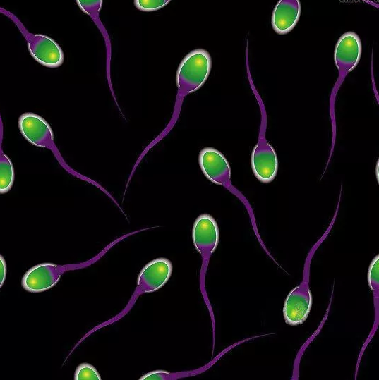 禁欲多久男女備孕容易懷孕 優(yōu)質精子是怎么養(yǎng)成的 禁欲多久男女備孕容易懷孕 優(yōu)質精子是怎么養(yǎng)成的