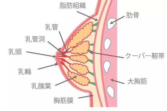 哺乳期堵奶發燒怎么回事 堵奶發燒怎么辦