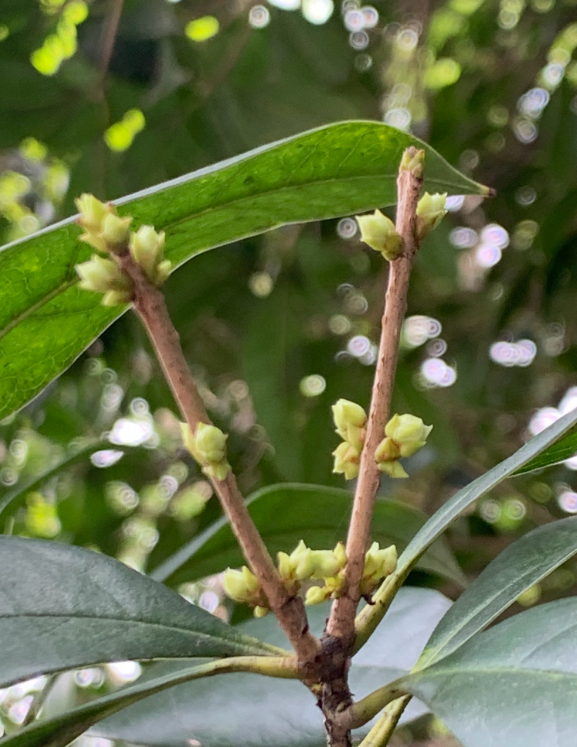 八月朋友圈桂花的說說 有關桂花的說說朋友圈 八月朋友圈桂花的說說 有關桂花的說說朋友圈