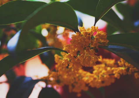 八月朋友圈桂花的說說 有關桂花的說說朋友圈 八月朋友圈桂花的說說 有關桂花的說說朋友圈