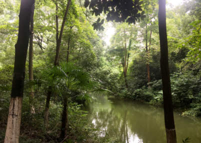 桂花說說個性朋友圈 聞到桂花香開心的心情感慨