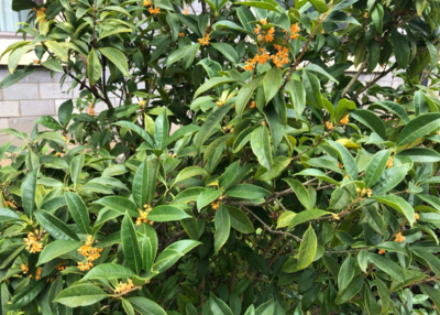 桂花說說個性朋友圈 聞到桂花香開心的心情感慨