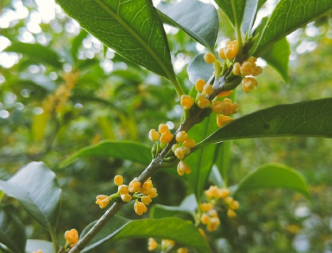 桂花開了的心情說說 賞桂花開心的唯美句子
