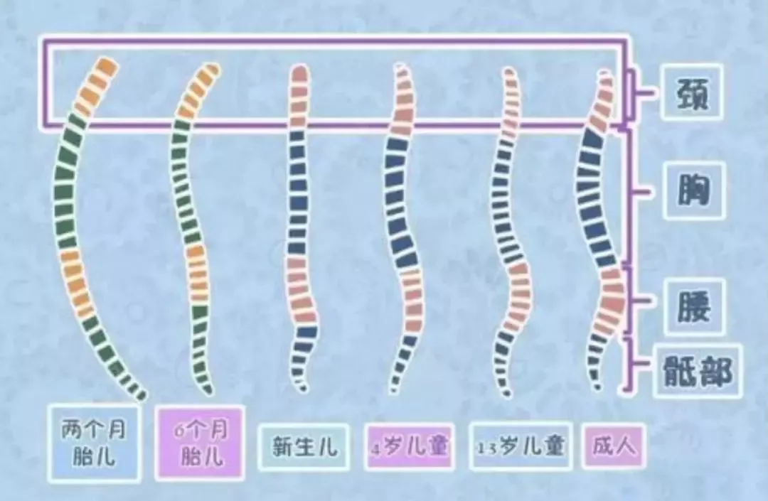 可以用定型枕來調整孩子的頭型嗎 用什么方法可以修正孩子的扁頭