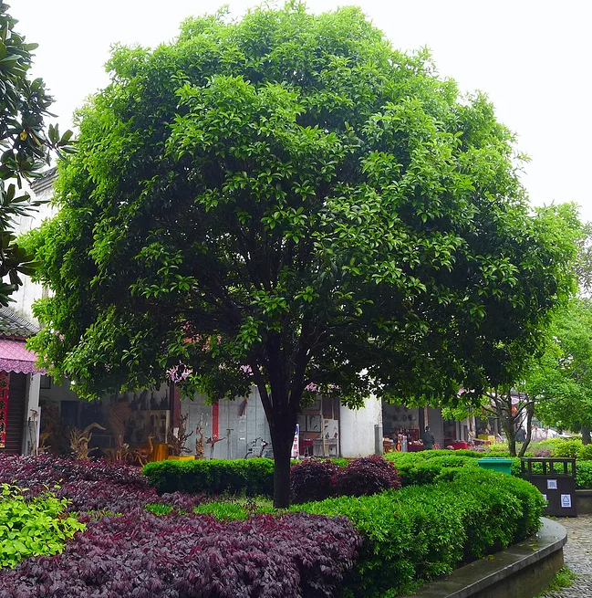關于桂花開了的心情說說 形容桂花香的優美句子