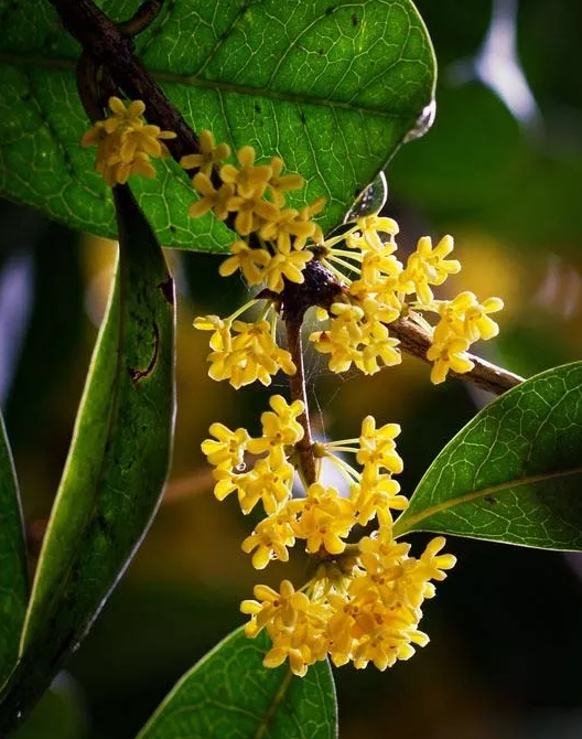 關于桂花開了的心情說說 形容桂花香的優美句子
