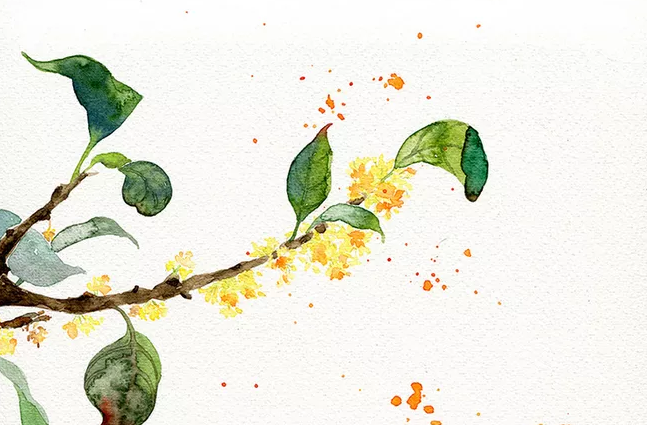 桂花開了心情愉悅的說(shuō)說(shuō) 桂花開了心情愉悅的朋友圈說(shuō)說(shuō)