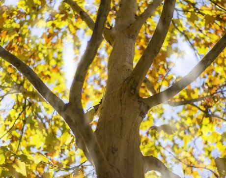 秋分朋友圈說說心情短語 秋分唯美說說大全