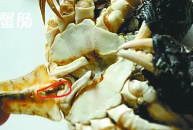 螃蟹哪些部位不能吃圖解 螃蟹怎么吃圖解