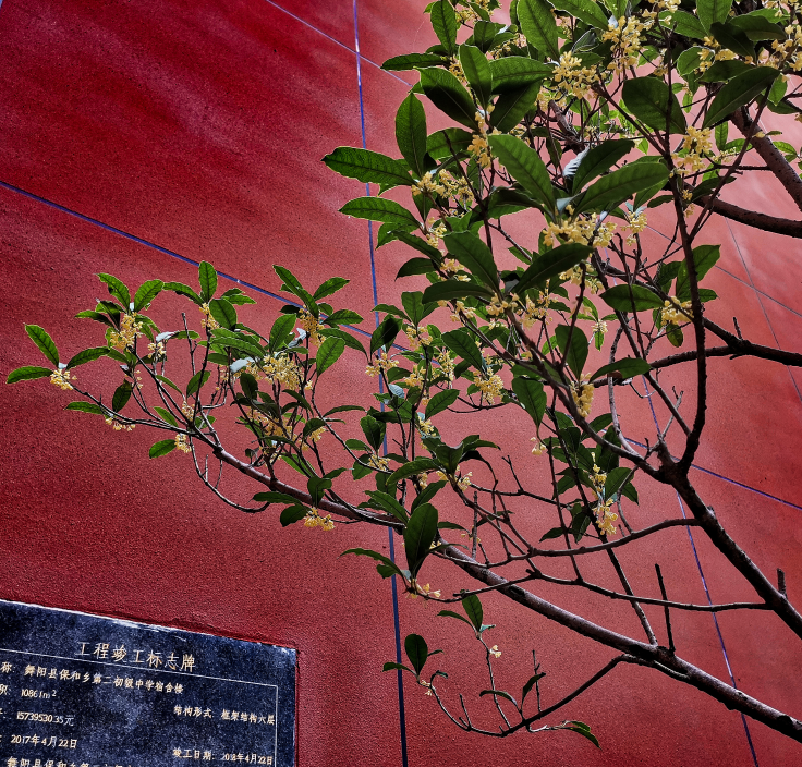 九月桂花香說說 在小區(qū)聞到桂花香心情感慨