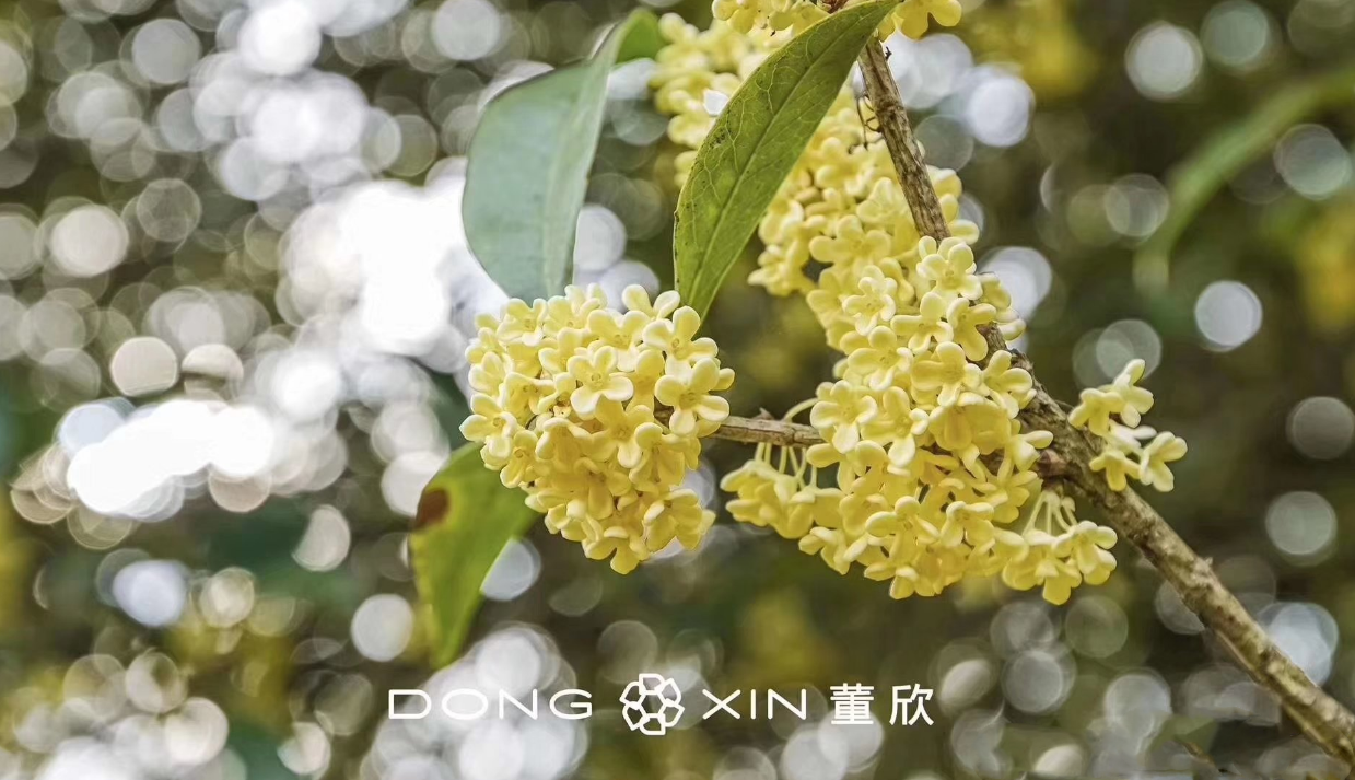 形容桂花香的句子 如何描寫桂花香味的優美句子