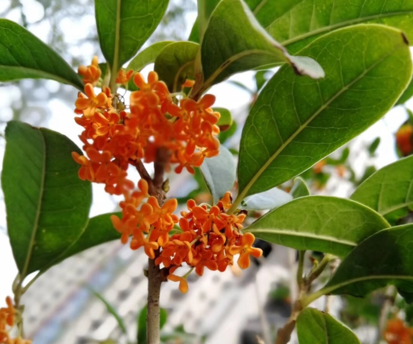 聞到桂花香的心情說說 鼻子突然聞到桂花香心情感慨