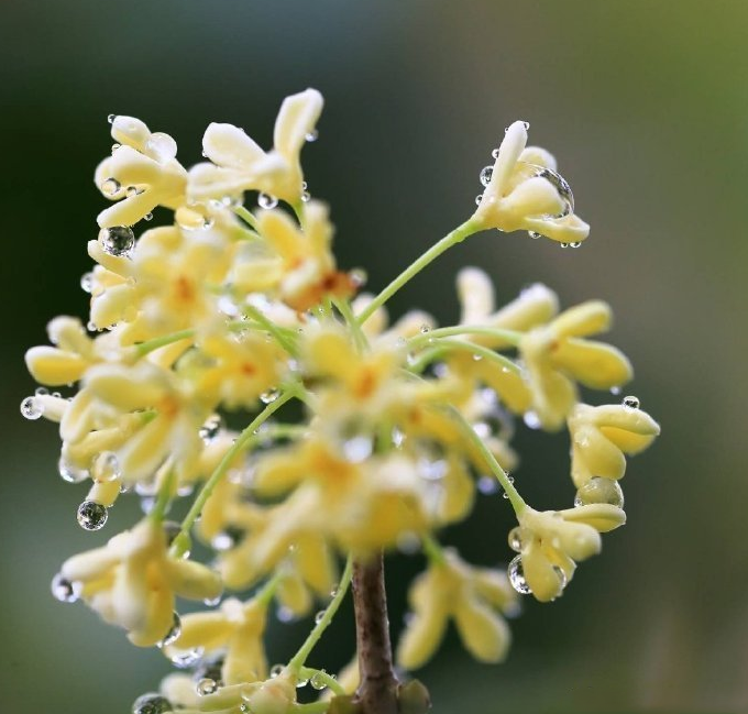 聞到桂花香的心情說說 鼻子突然聞到桂花香心情感慨
