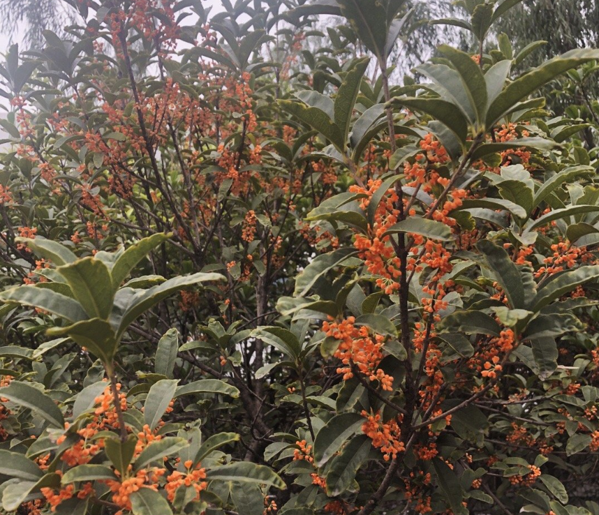 描寫桂花香味的句子 桂花開了的心情句子說說 描寫桂花香味的句子 桂花開了的心情句子說說