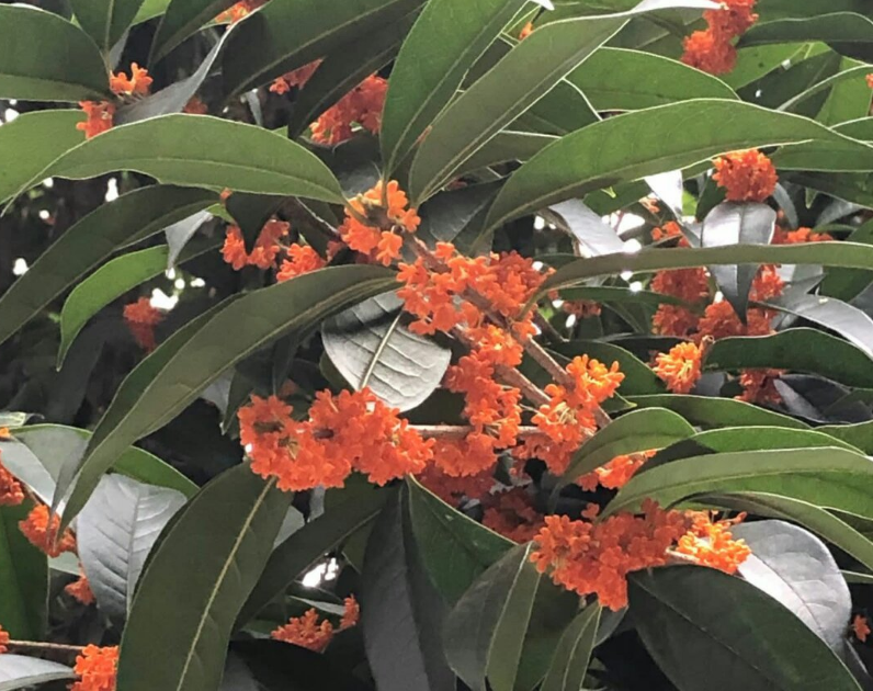 描寫桂花香味的句子 桂花開了的心情句子說說 描寫桂花香味的句子 桂花開了的心情句子說說