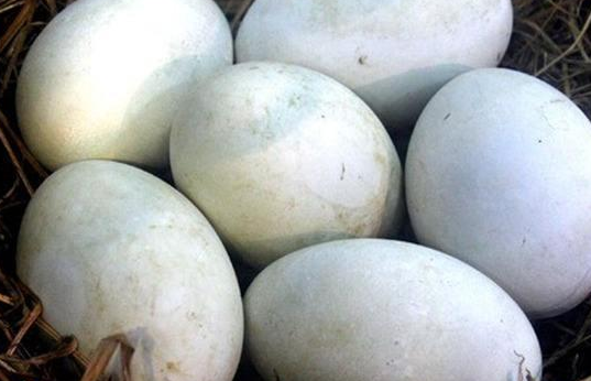 孕婦能吃鵝蛋嗎 什么時候吃鵝蛋好