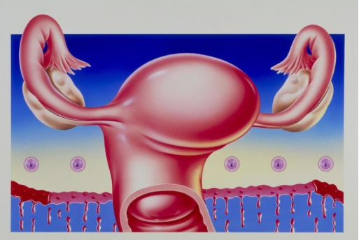 子宮內膜薄可以做試管嬰兒嗎 為什么子宮內膜會變薄