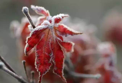 霜降手抄報文字內容素材 霜降手抄報文字部分怎么寫