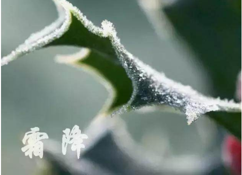 霜降手抄報文字內容素材 霜降手抄報文字部分怎么寫