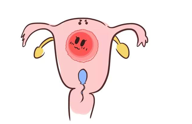 精子和卵子結合要多長時間 精子和卵子是如何相遇結合