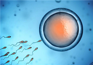 精子和卵子結合要多長時間 精子和卵子是如何相遇結合