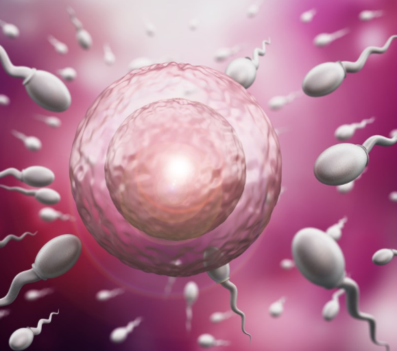 什么是供卵試管嬰兒 哪些人群可以做供卵試管嬰兒