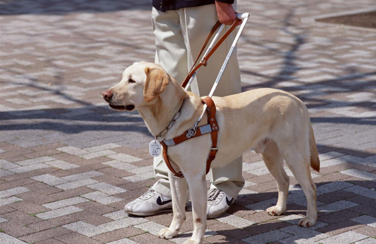 國際盲人節幼兒園主題活動方案 國際盲人節幼兒園教案活動 國際盲人節幼兒園主題活動方案 國際盲人節幼兒園教案活動