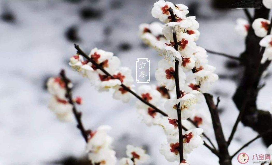 立冬手抄報文字內容素材大全 立冬手抄報文案內容 立冬手抄報文字內容素材大全 立冬手抄報文案內容