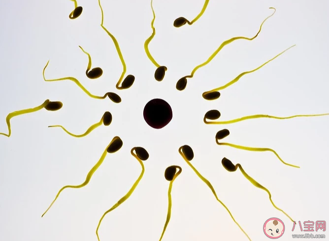 男性一次射出精液是越多越好嗎 男性一次射精量多少才是正常 男性一次射出精液是越多越好嗎 男性一次射精量多少才是正常