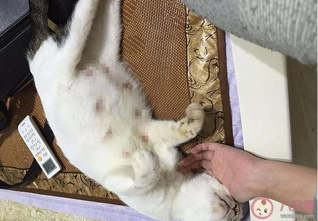 養貓真的會導致孕婦流產嗎 孕婦感染弓形蟲有哪些后果 養貓真的會導致孕婦流產嗎 孕婦感染弓形蟲有哪些后果