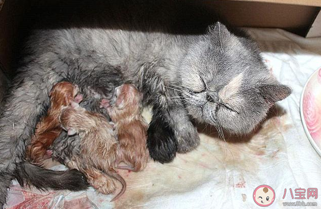養貓真的會導致孕婦流產嗎 孕婦感染弓形蟲有哪些后果 養貓真的會導致孕婦流產嗎 孕婦感染弓形蟲有哪些后果