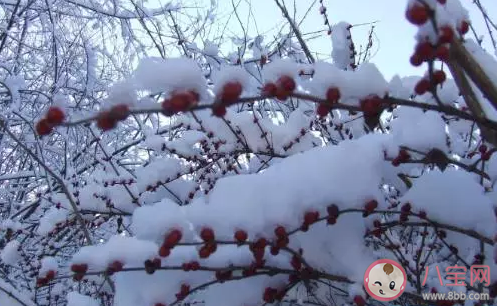 小雪手抄報內容大全 小雪手抄報內容古詩