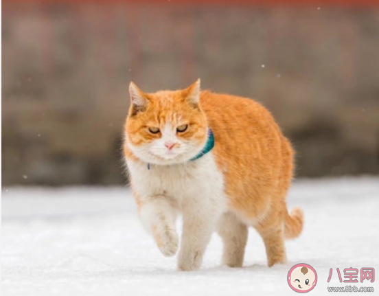 北京故宮雪景心情文案句子 關于北京雪景的朋友圈圖片說說