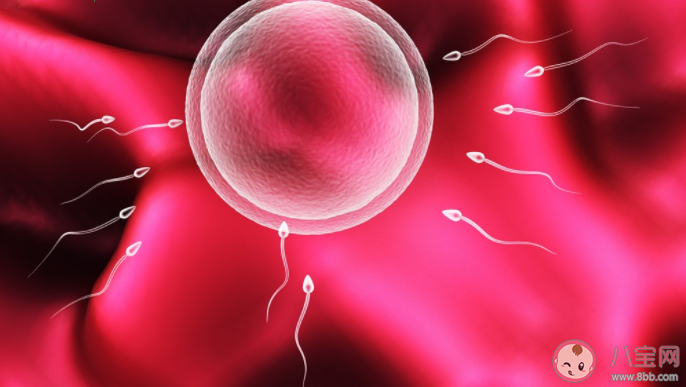 為什么供卵試管嬰兒成功率高 供卵試管嬰兒要用多少個(gè)卵子 為什么供卵試管嬰兒成功率高 供卵試管嬰兒要用多少個(gè)卵子