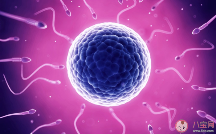 為什么供卵試管嬰兒成功率高 供卵試管嬰兒要用多少個(gè)卵子 為什么供卵試管嬰兒成功率高 供卵試管嬰兒要用多少個(gè)卵子