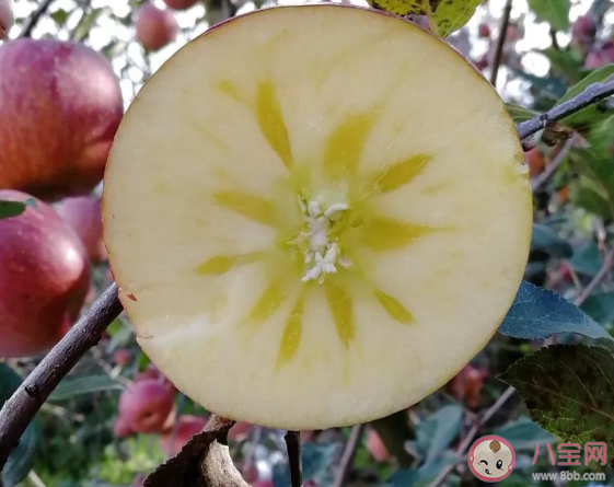 糖心蘋果和普通蘋果有什么區別 糖心蘋果的功效和作用是什么